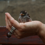 Boule(s) de plumes