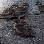 trois moineaux à présent