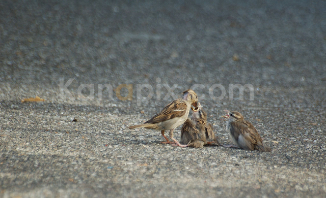 Un appétit de moineau ... dites ça à la mère