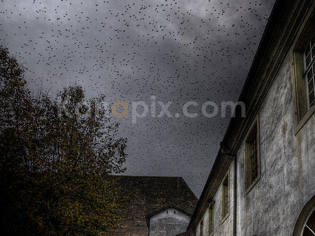 starlings_flight