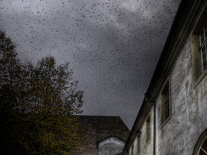 starlings_flight