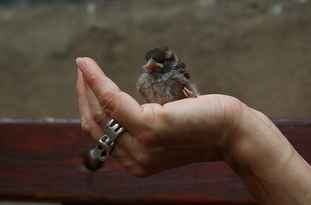 les montagnes colmarienne