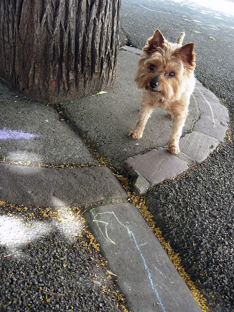 les montagnes colmarienne