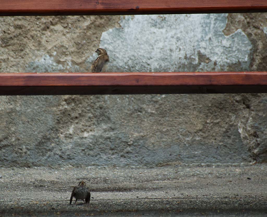 les montagnes colmarienne