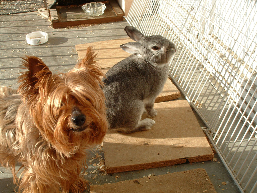 Syndrome du jumeau fantôme
